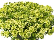 Verbena LANAI GREEN APPLE - sv. zelen
