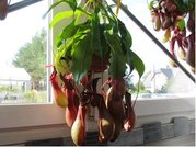 Lkovka - Nepenthes