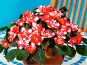 Balzamna Sillhouette Red Star - erven s blm pruhem
