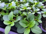 Oregano DIABOLO