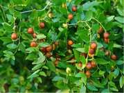 Ziziphus jujuba  LI