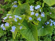 Pomnnkovec velkolist - Brunnera macrophylla